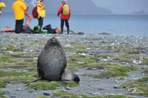 Passageiros se preparam para retornar ao Sea Spirit enquanto um leão-marinho nos observa em Salisbury Plain, na Geórgia do Sul